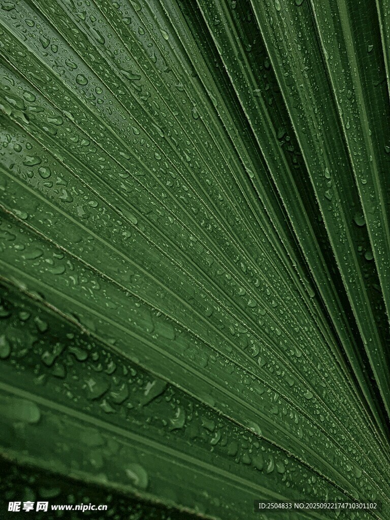 带水珠的绿色扇形棕榈叶