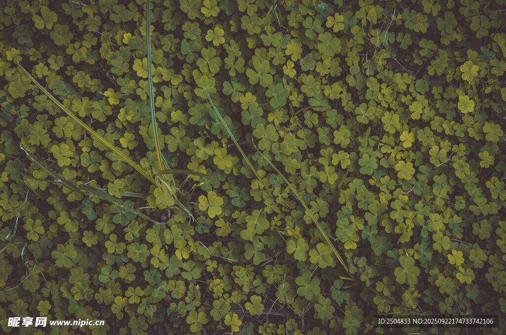 茂密绿植景观