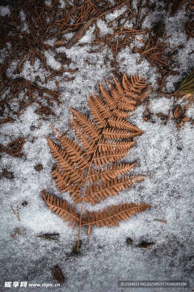雪覆蕨叶的自然景致