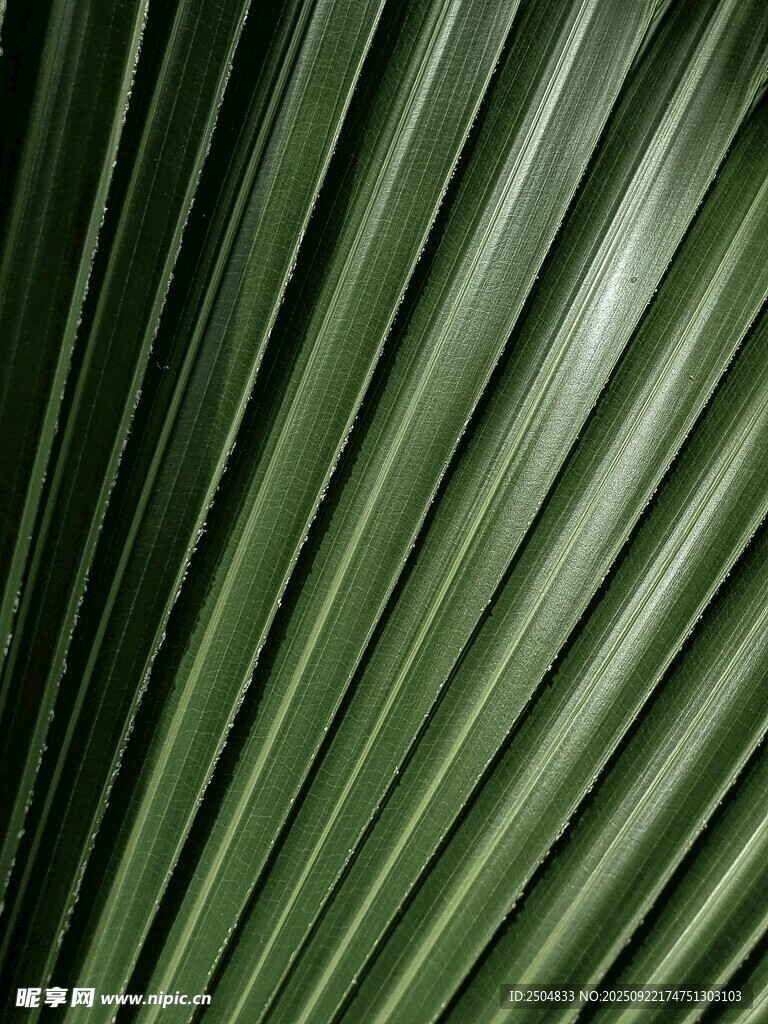翠绿扇形棕榈叶纹理特写