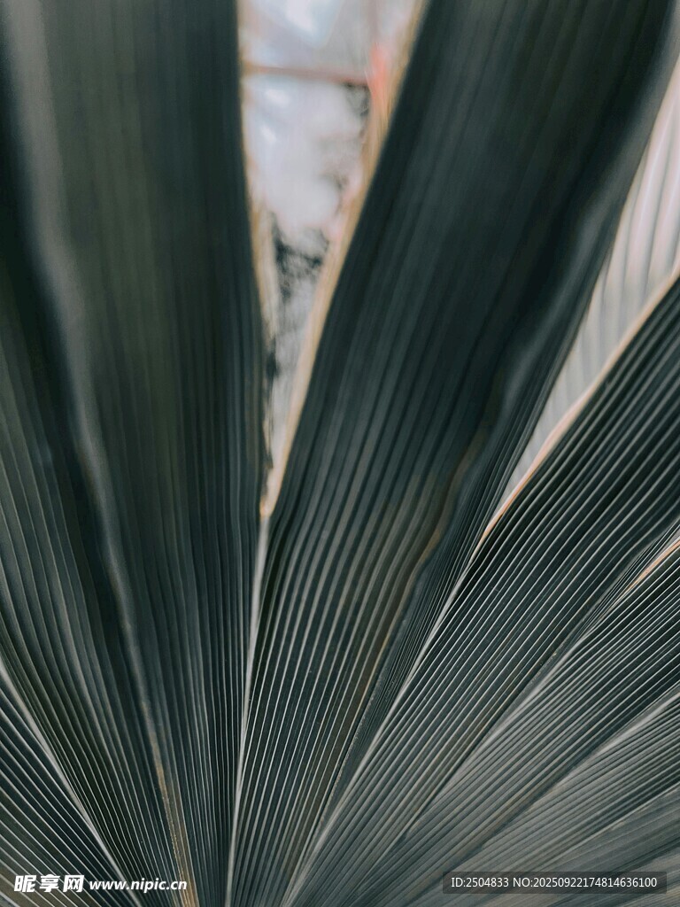 特写 舒展的深绿叶片