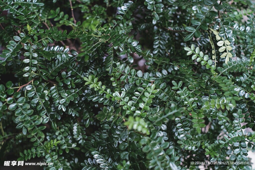 翠绿蕨类植物叶片特写