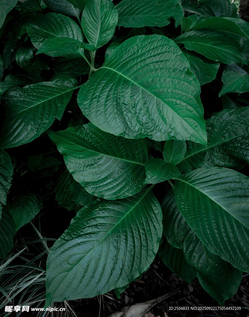 翠绿波纹叶片植物特写