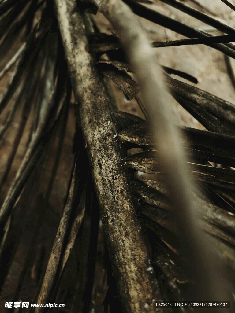 棕榈叶特写