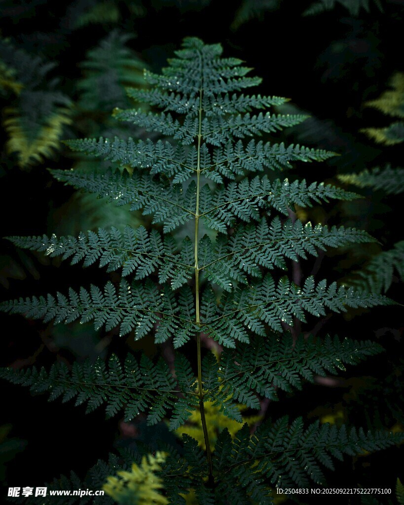翠绿蕨类植物特写