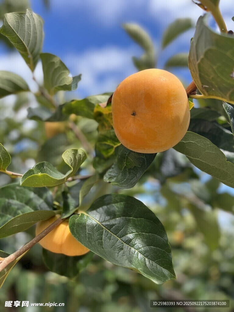 柿子栽培
