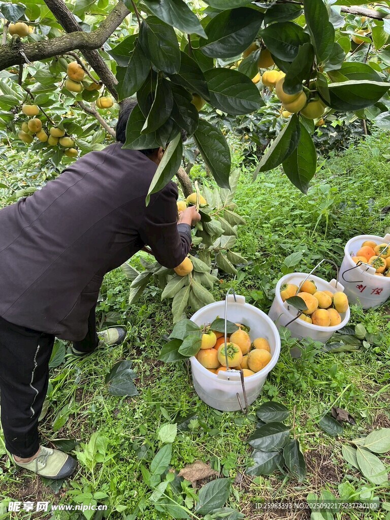 盆柿栽培