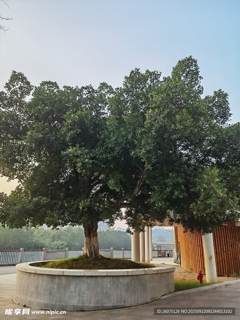 庭院中的葱郁大树