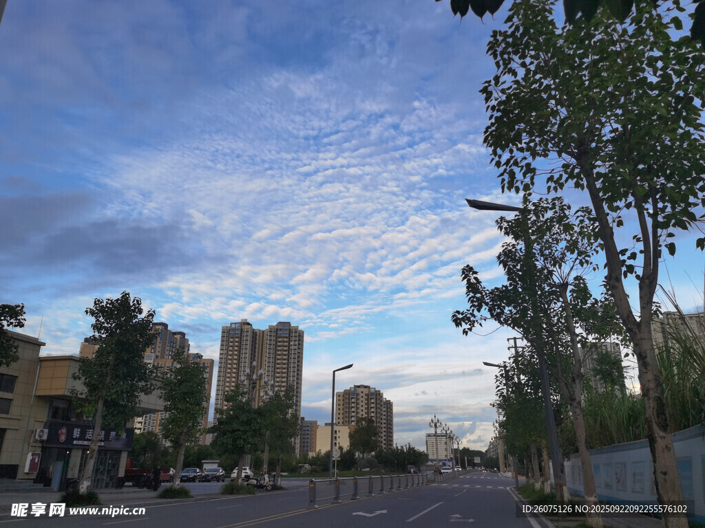城市街道旁的蓝天绿树