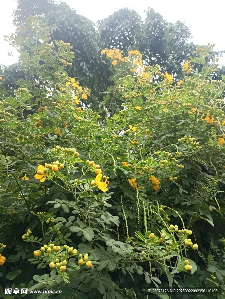 繁茂绿植间的黄色花朵
