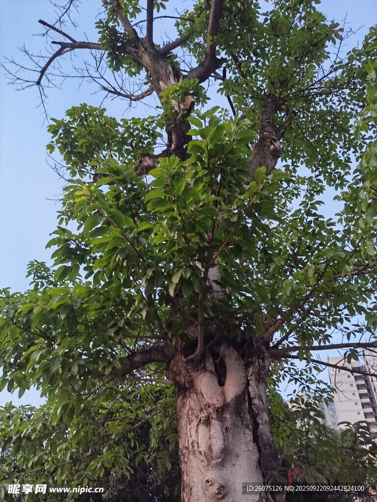 粗壮繁茂的大树