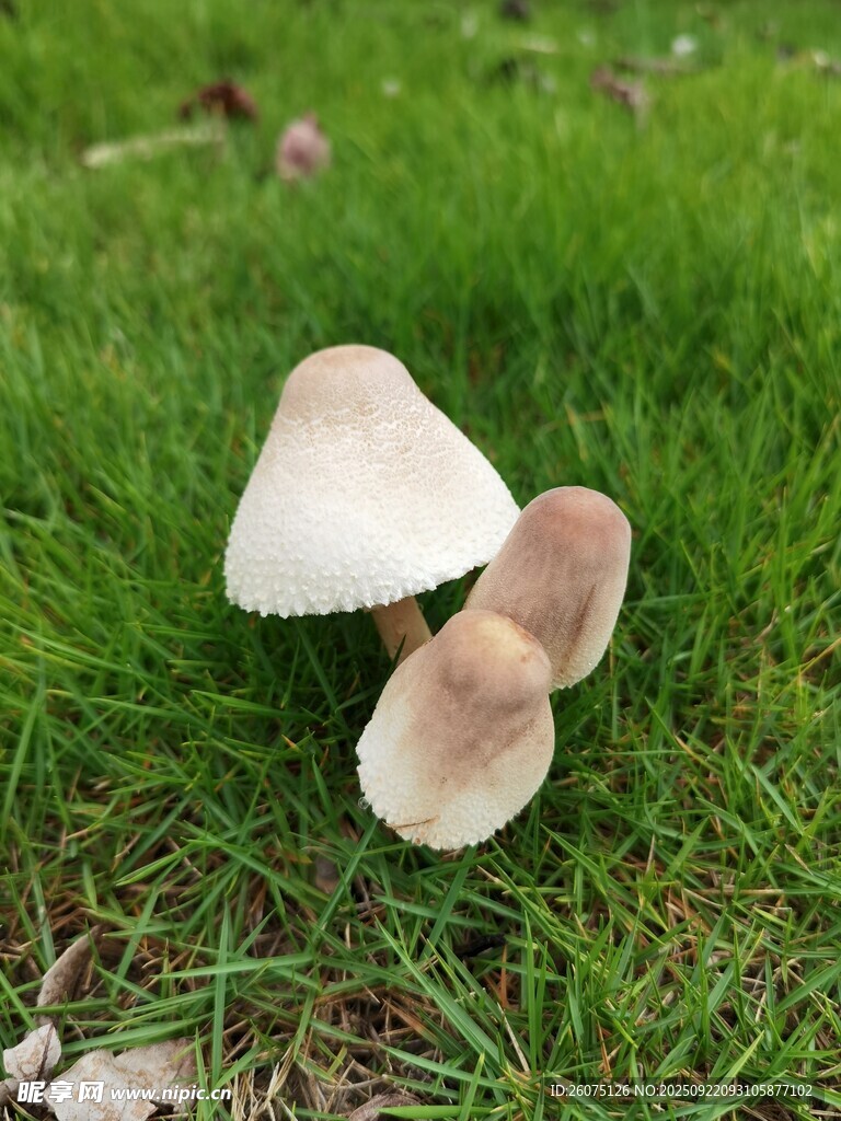 草地上的两朵白色蘑菇