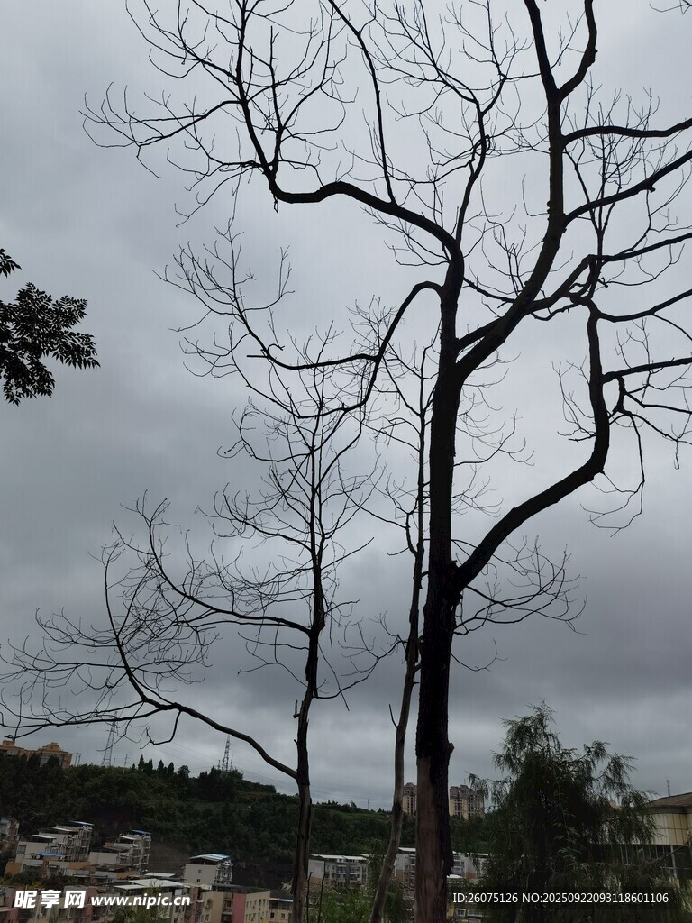 枯树挺立在阴沉天空下