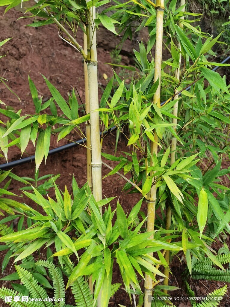 翠绿竹子生机勃勃