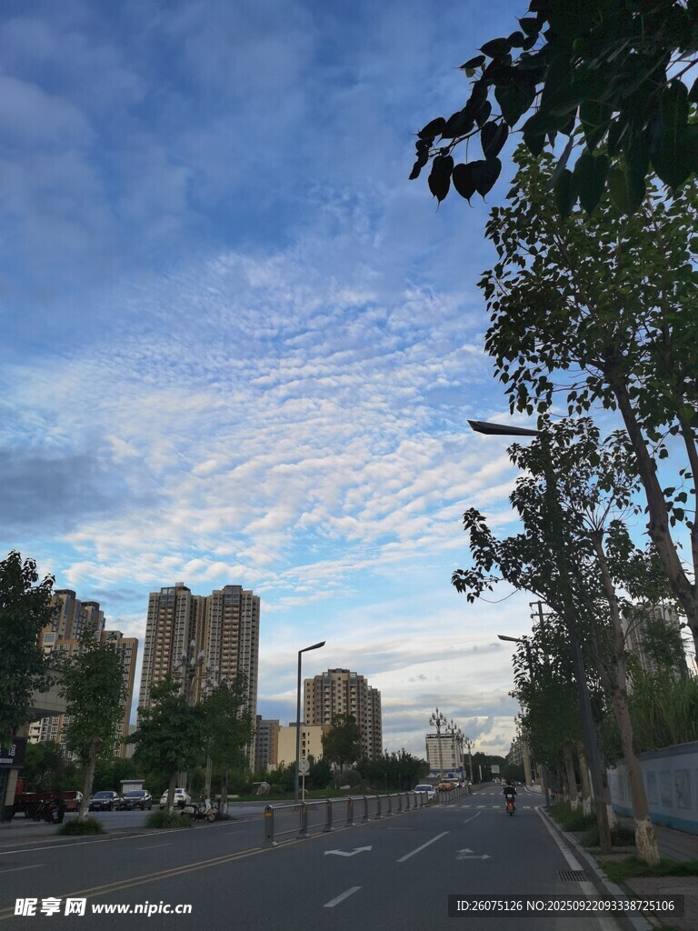 城市街道边的蓝天绿树
