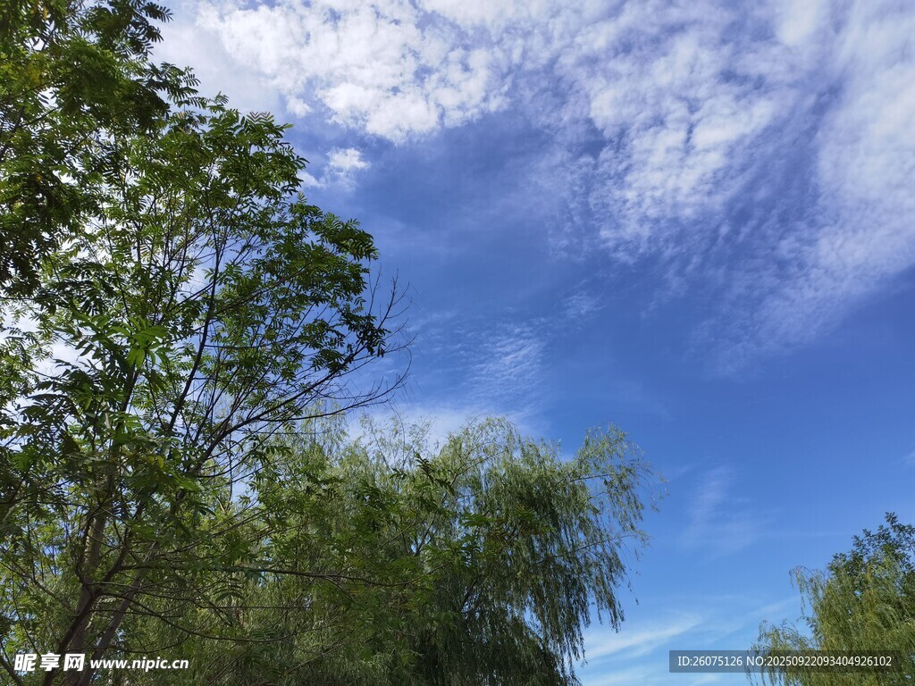 蓝天绿树间的清新景致