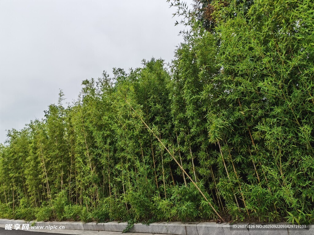 路边茂密绿植景观