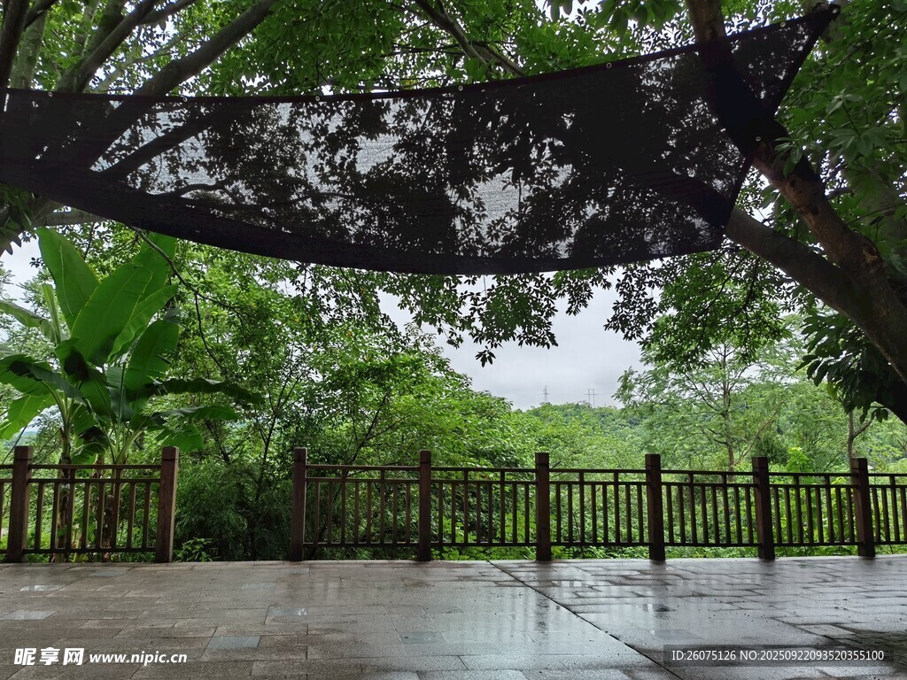 雨后庭院绿意景致