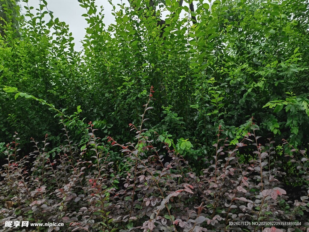茂密绿植覆盖的土壤场景