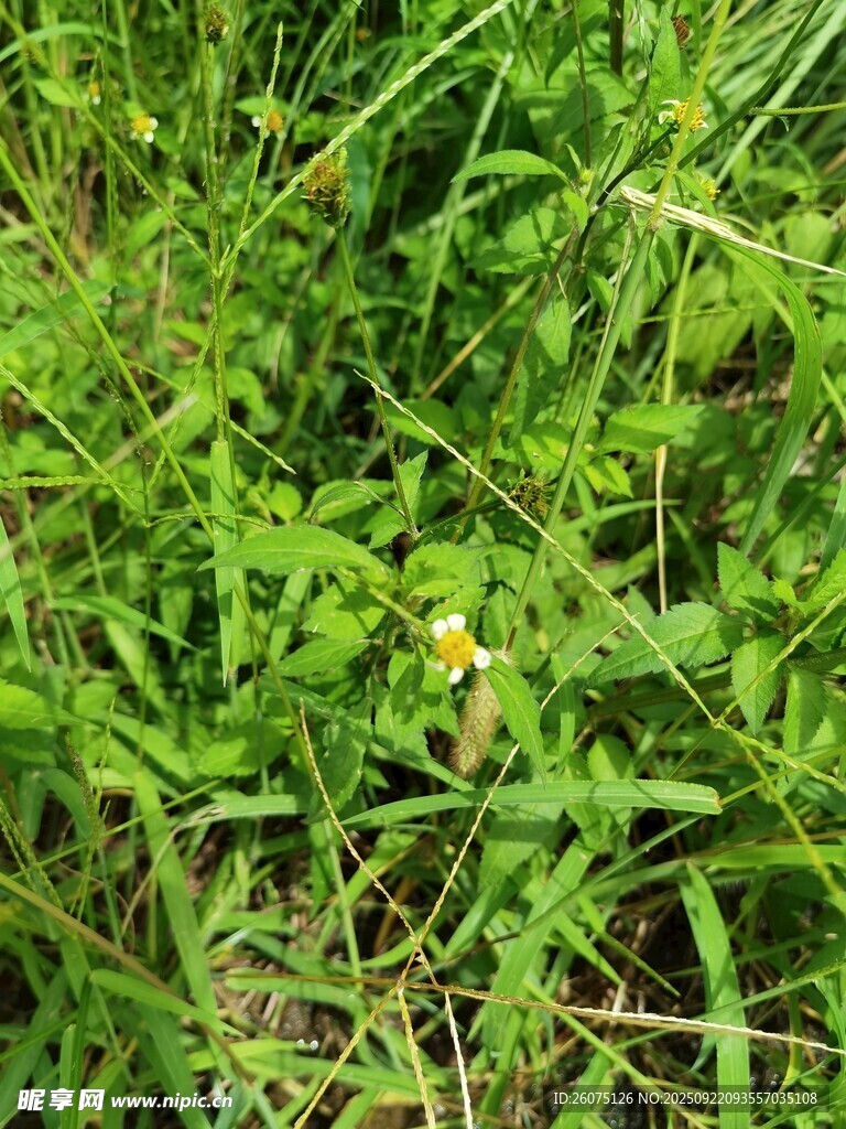 草丛中的小花