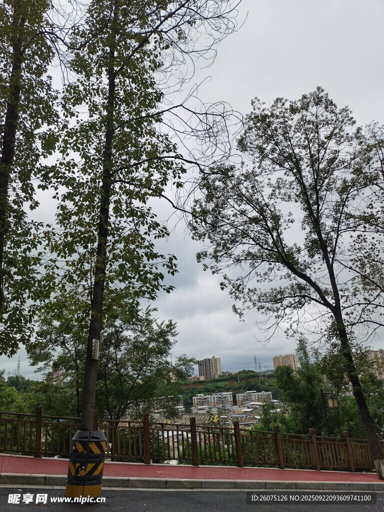 道路旁的高大树木景观