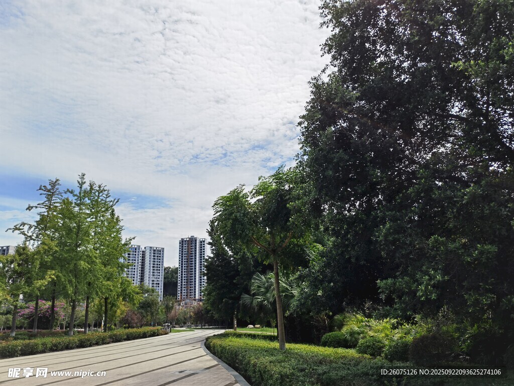城市林荫小道景观