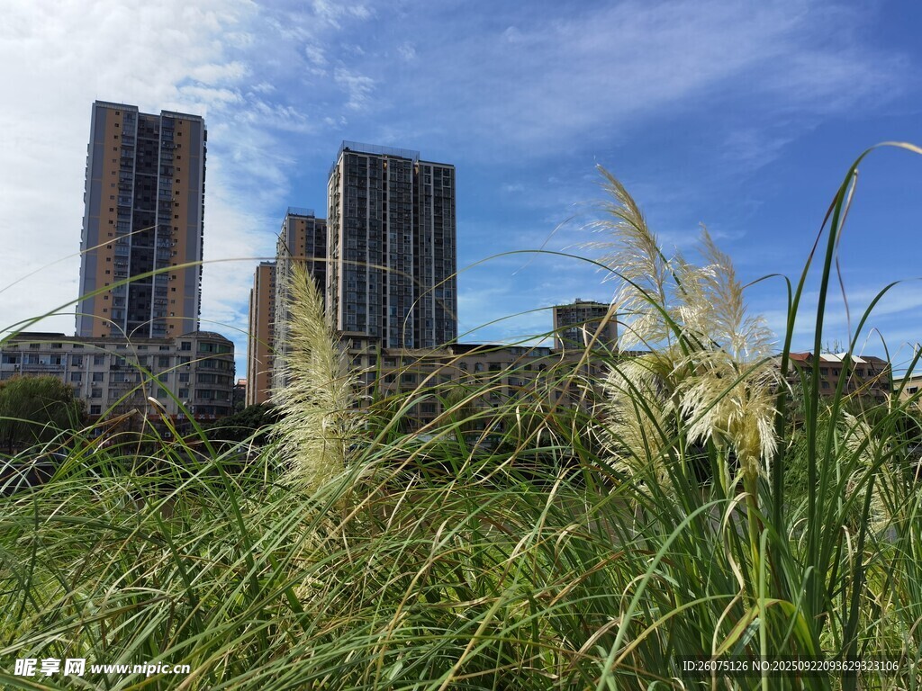 城市草地与高楼景观