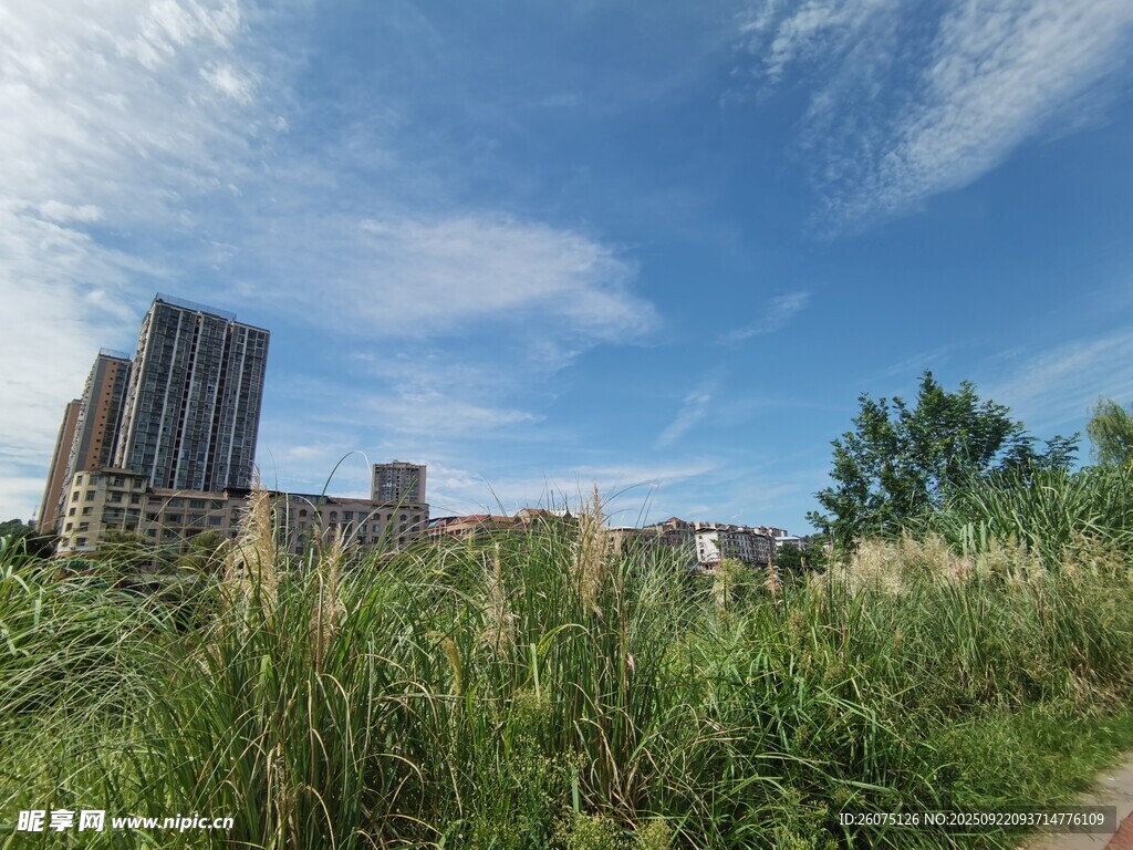 城市中繁茂的草地与建筑