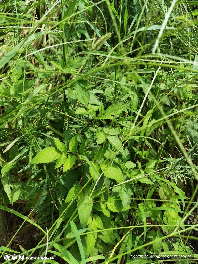 茂盛的绿色植物景象