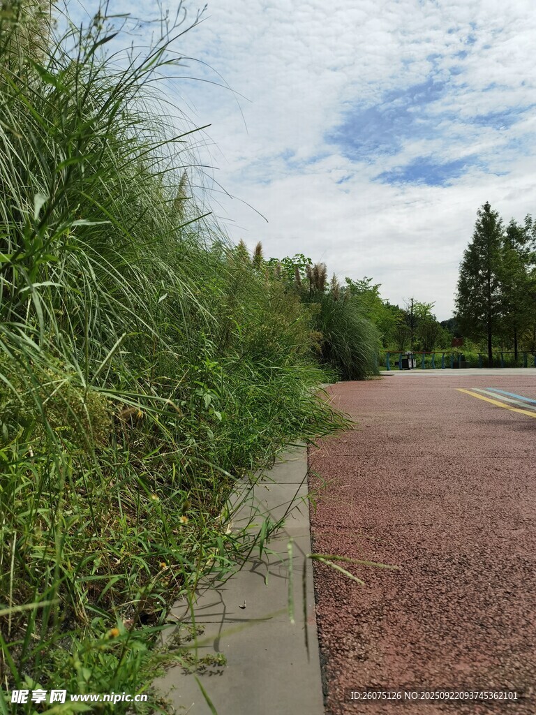 路边茂盛绿草与开阔路面
