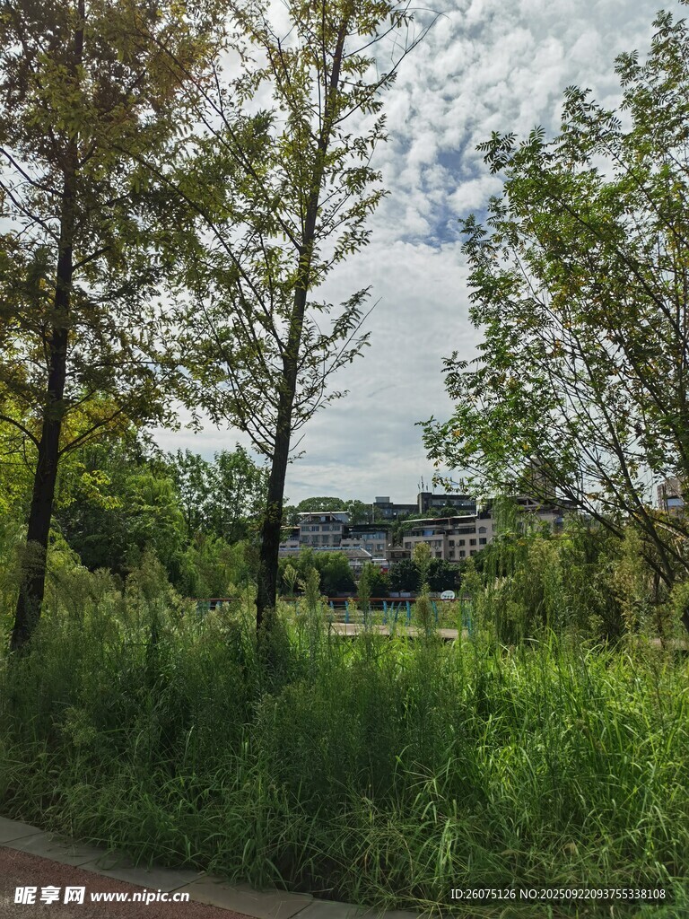 郊外绿意盎然的自然景致