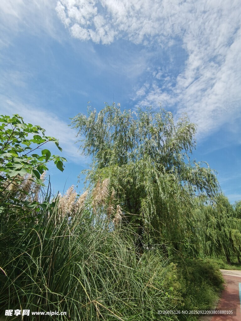 蓝天绿树间的清新小径