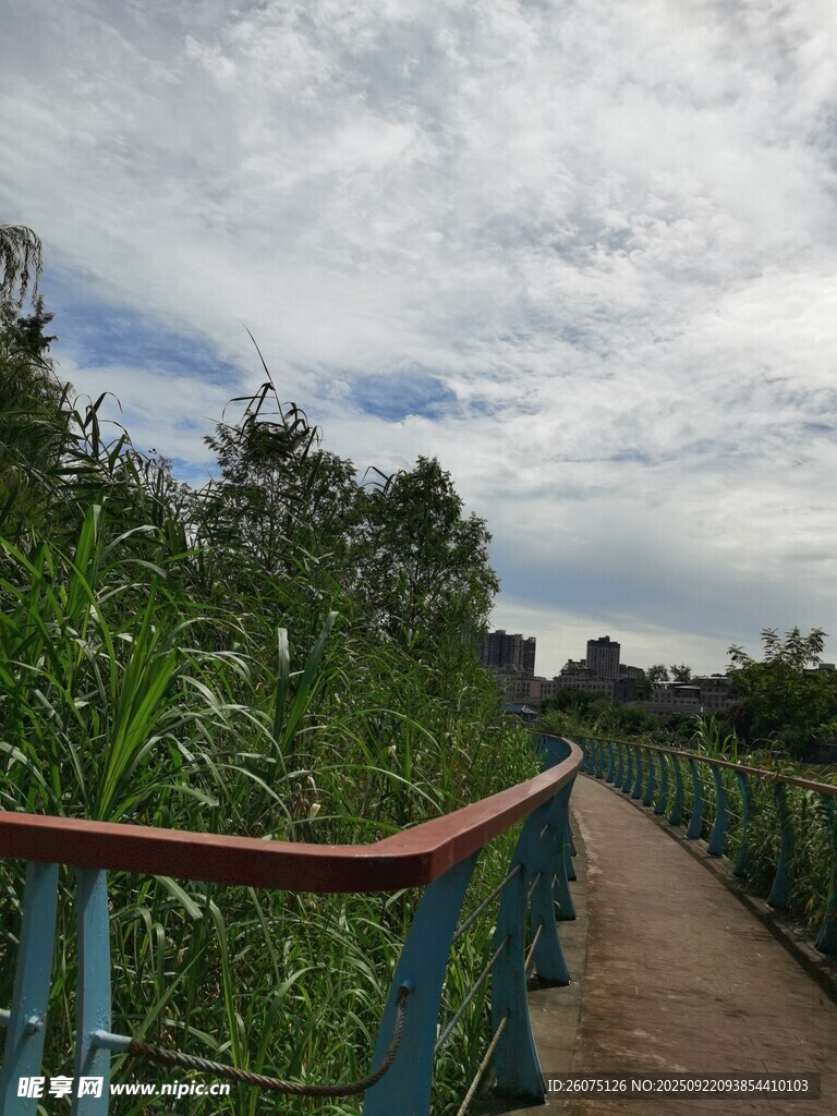 河畔小径旁的葱郁绿植