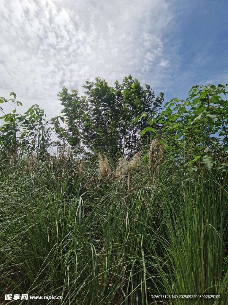 野外葱郁草木与蓝天白云
