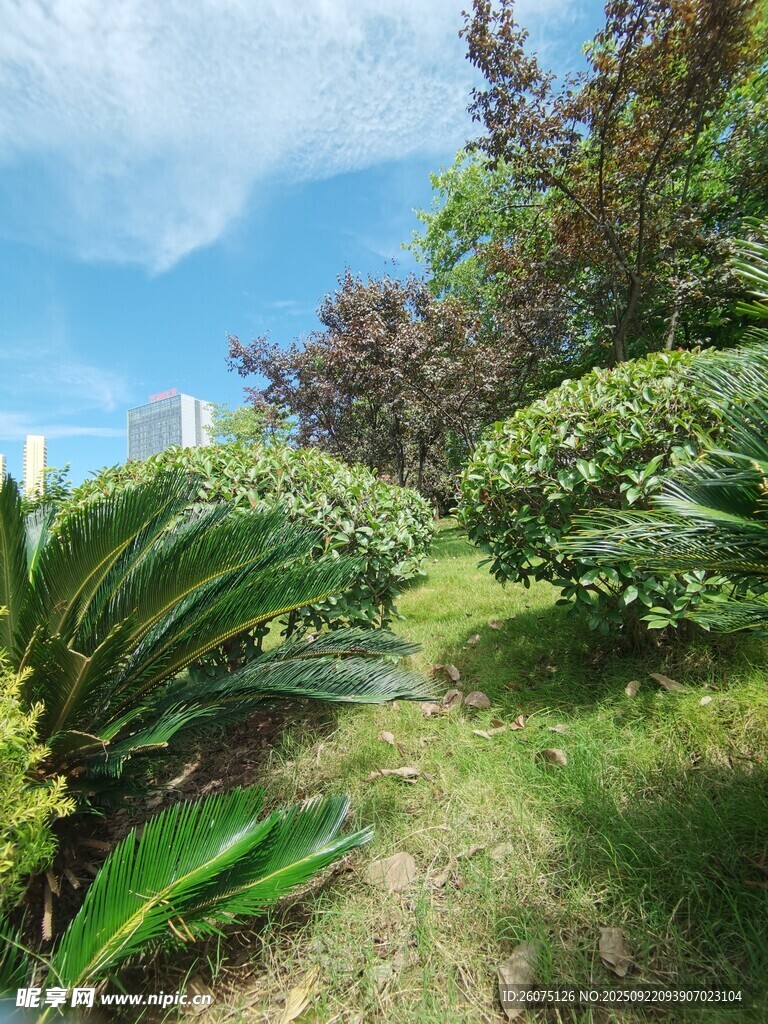 绿意盎然的户外植物小径