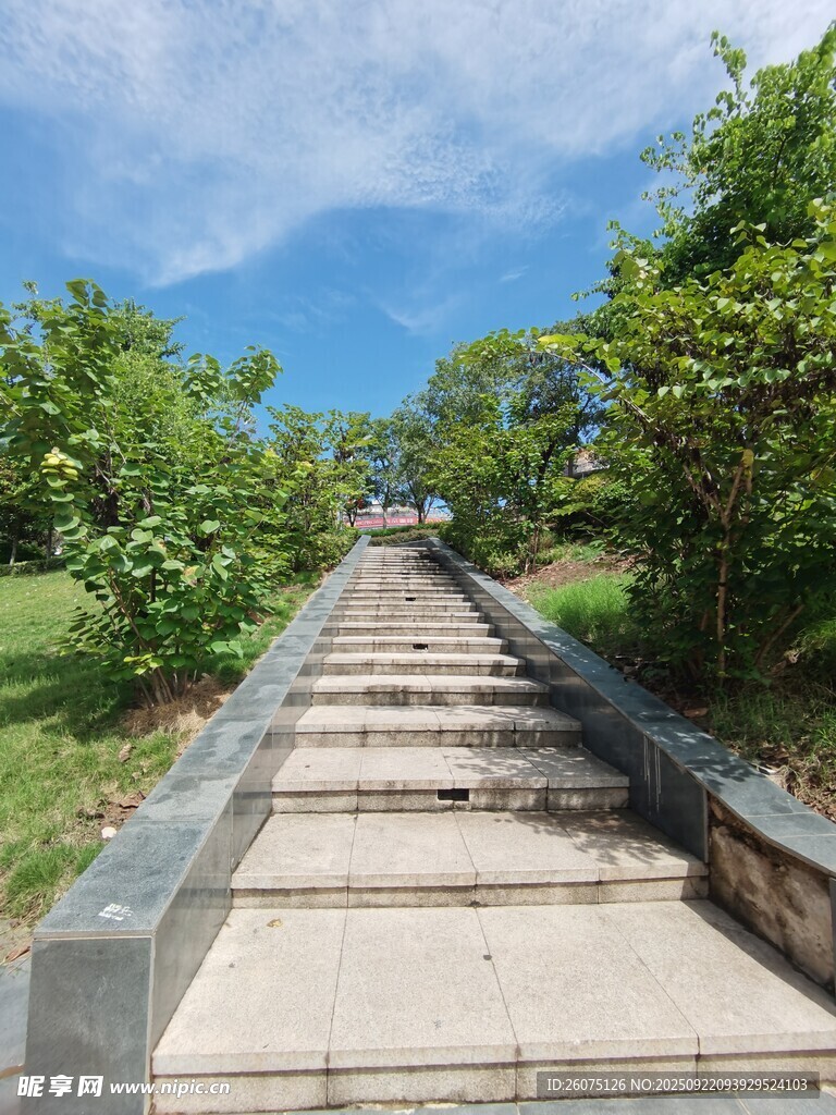 林间石阶步道自然景致
