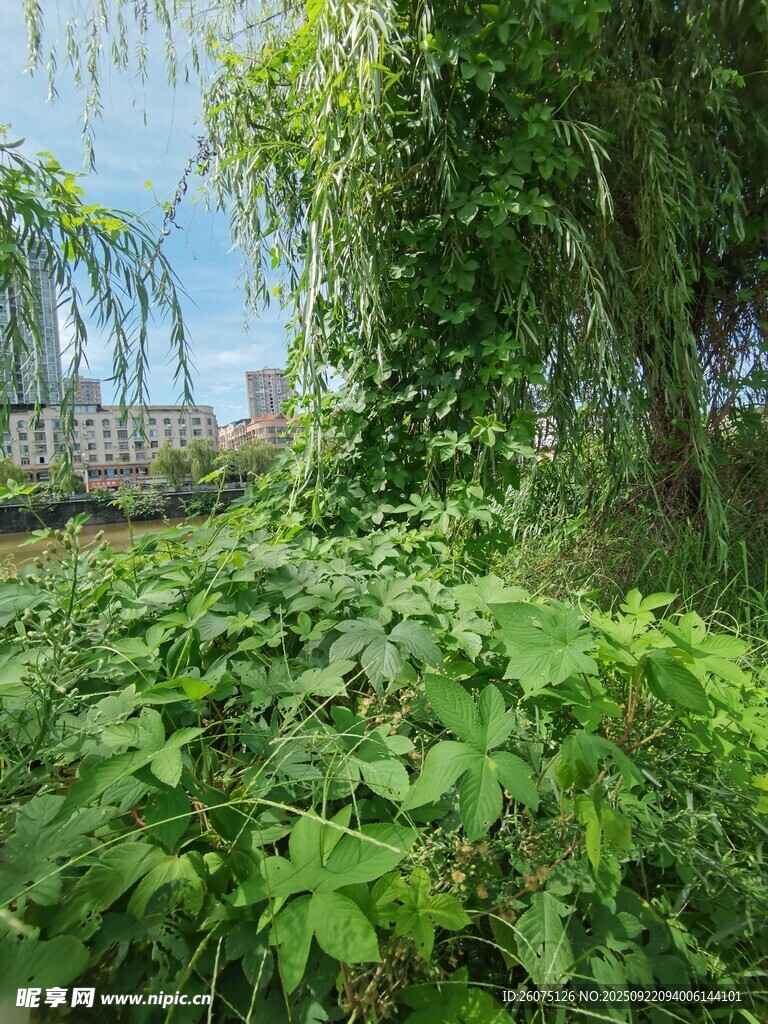 繁茂绿植覆盖的自然景象
