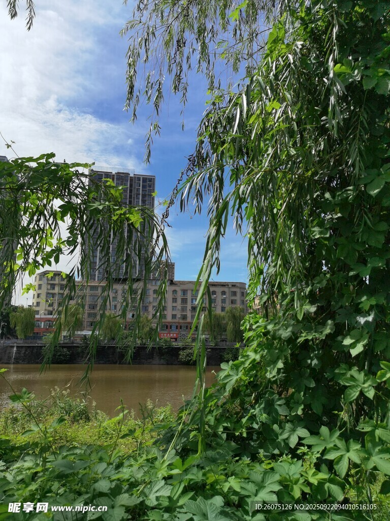 河畔垂柳环绕的城市景致