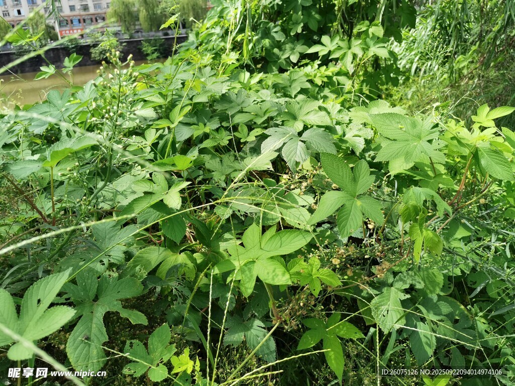 繁茂绿植景观