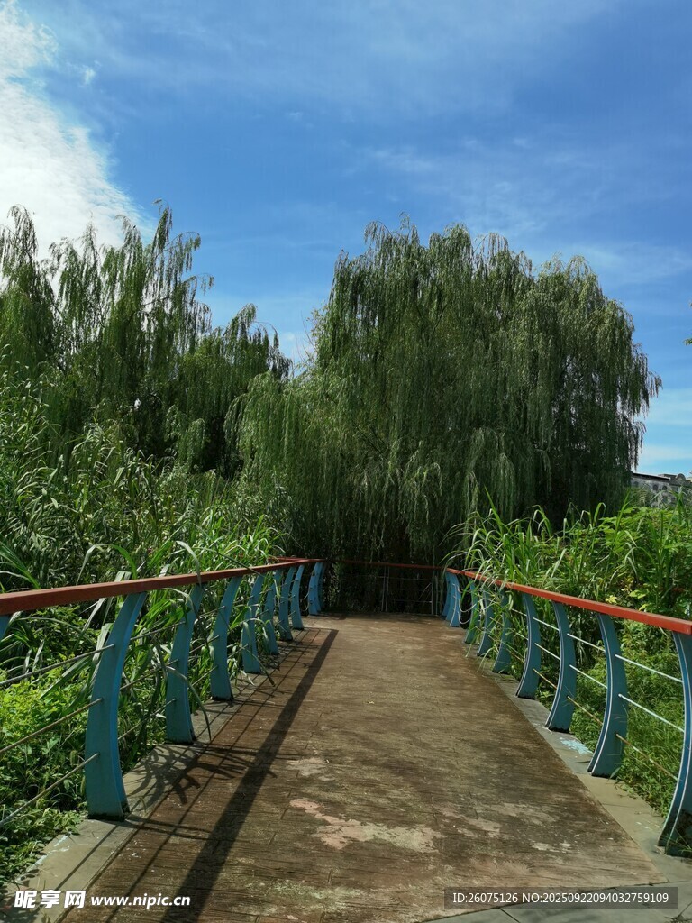 林间木桥风景