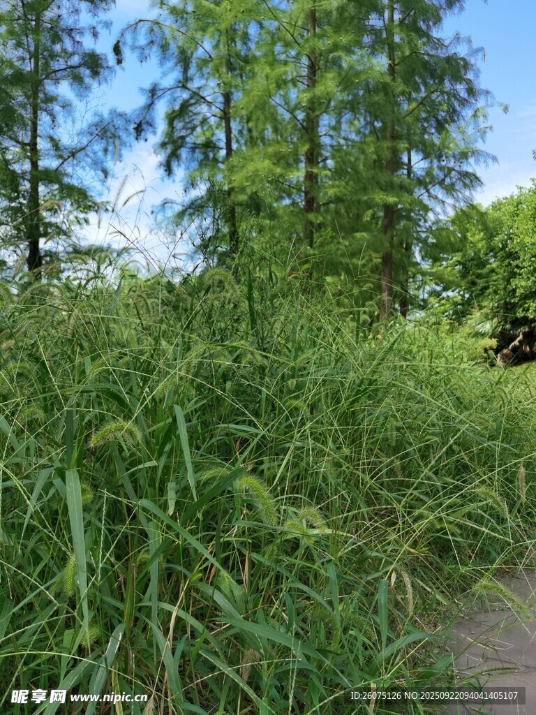 野外繁茂的绿色草丛景象