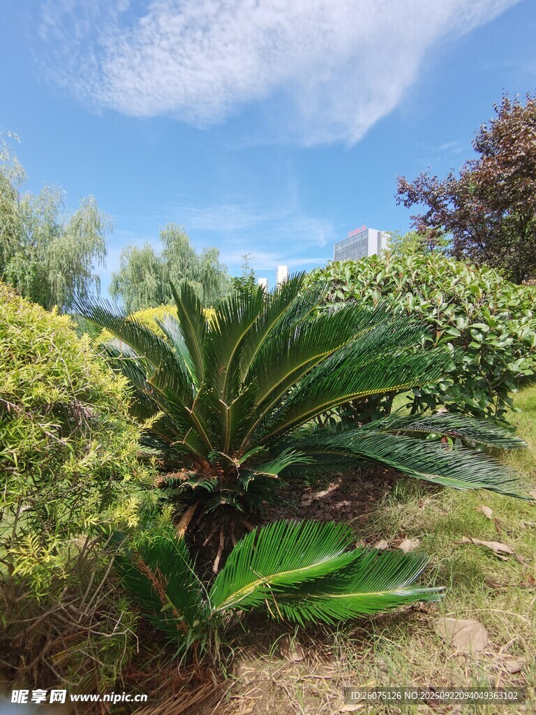 户外绿植景观