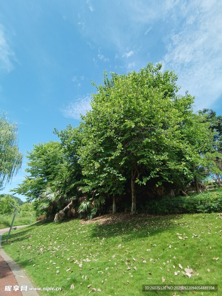 绿意盎然的户外风景