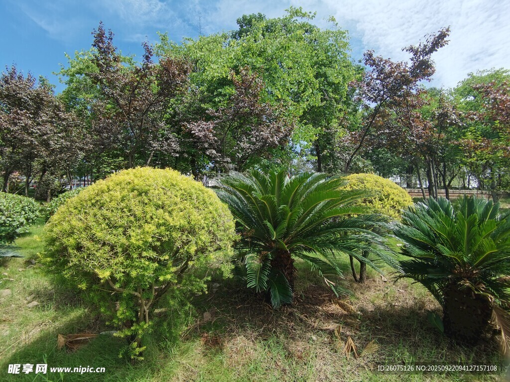 绿意盎然的园林植物景观