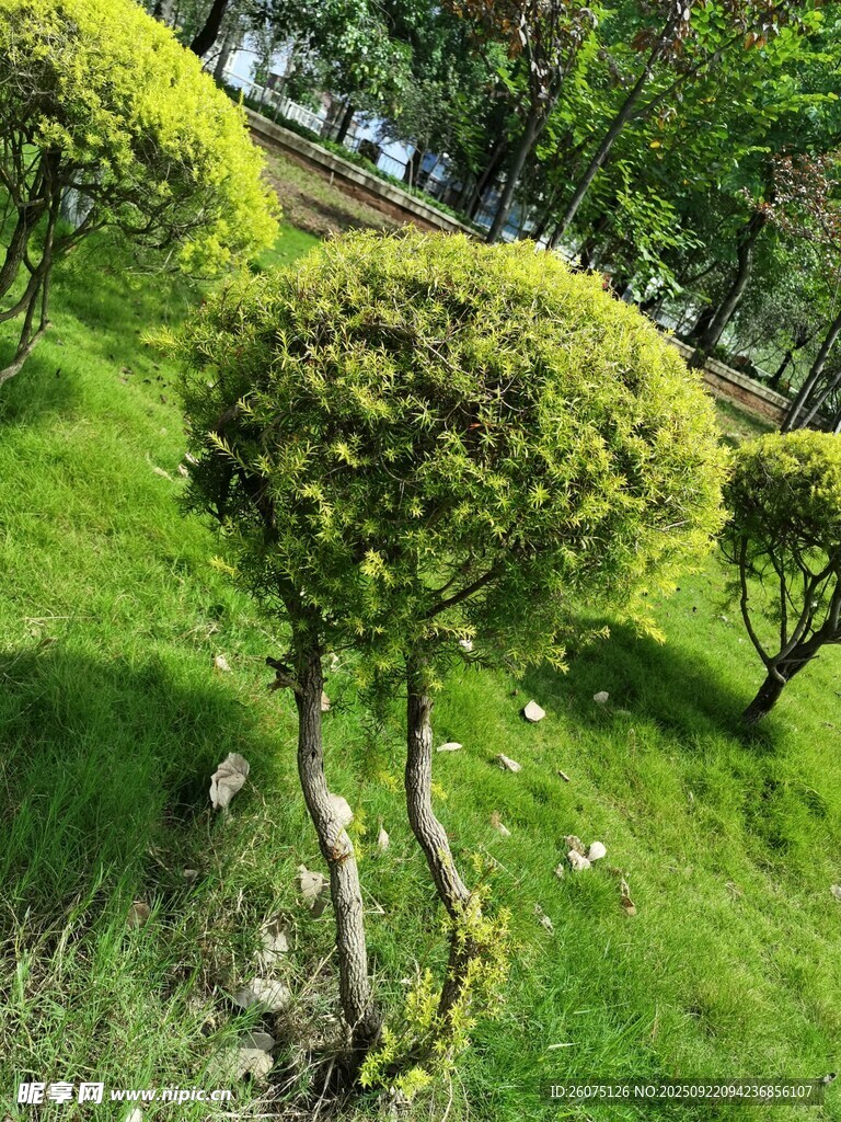 修剪整齐的绿植景观