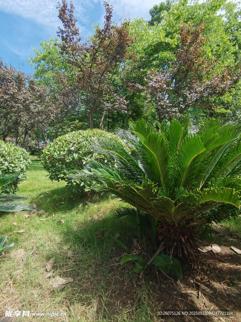 绿意盎然的花园景观