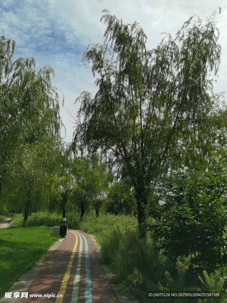 林间小径绿意盎然的风景