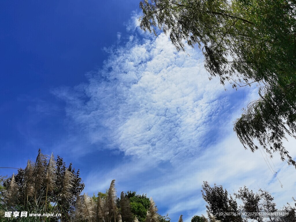 蓝天绿树间的美丽景致