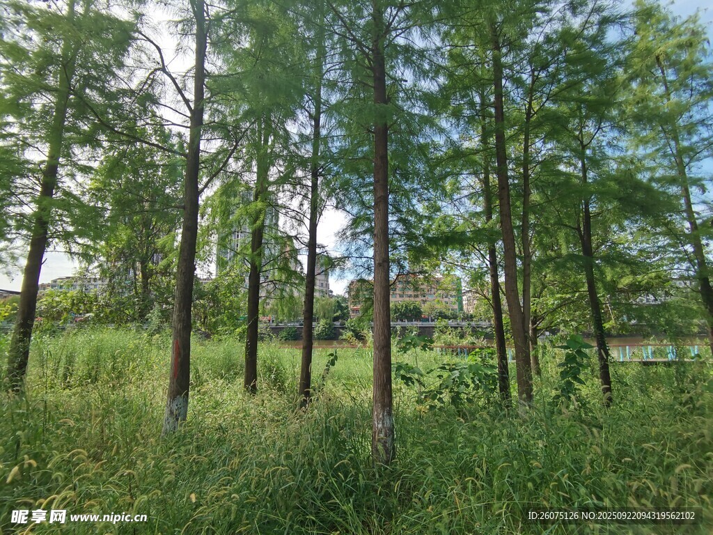 林间葱郁树木与草地景观