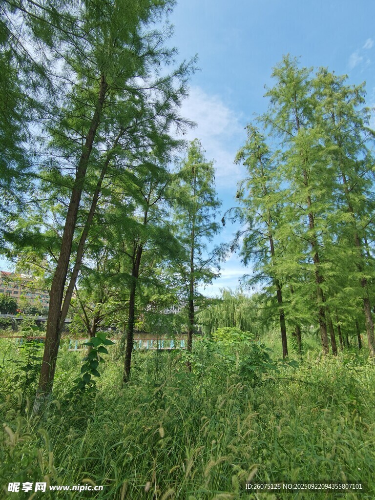 夏日葱郁森林景观